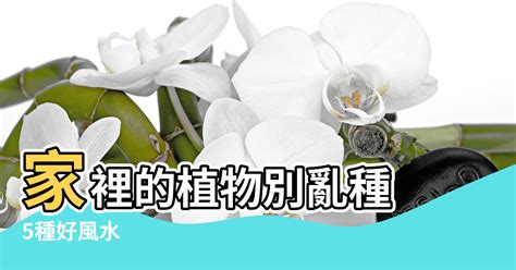 攀藤植物風水|家裡的植物別亂種！命理師湯鎮瑋曝5大植栽風水禁忌，盆栽放「。